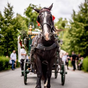 koń z dorożki